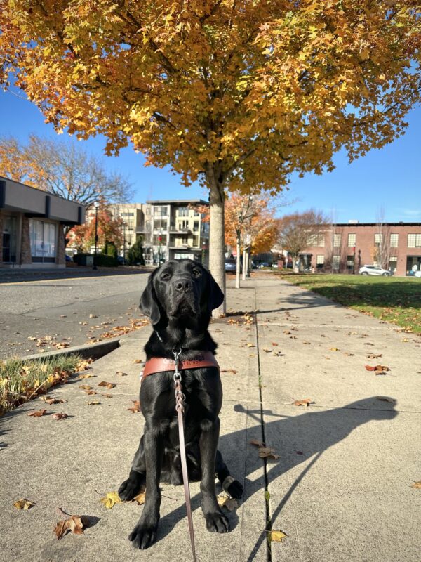 Black Lab Michon sits on a sidewalk wearing a leather guide dog harness. Behind him is a line of yellow-leaved trees and a blue sky.