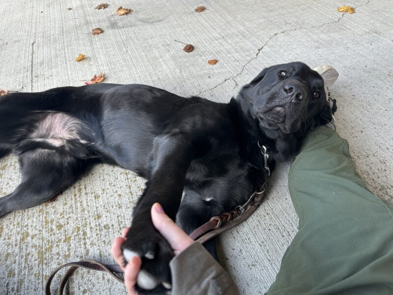 <p>Black Lab Michon lies on his side with his head resting on his (mostly out of view) instructor’s tennis shoe. She is holding Michon’s paw in her hand.</p>