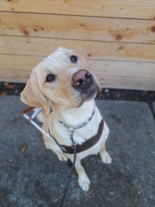 Yellow lab (Anders) poses for a side shot in harness.