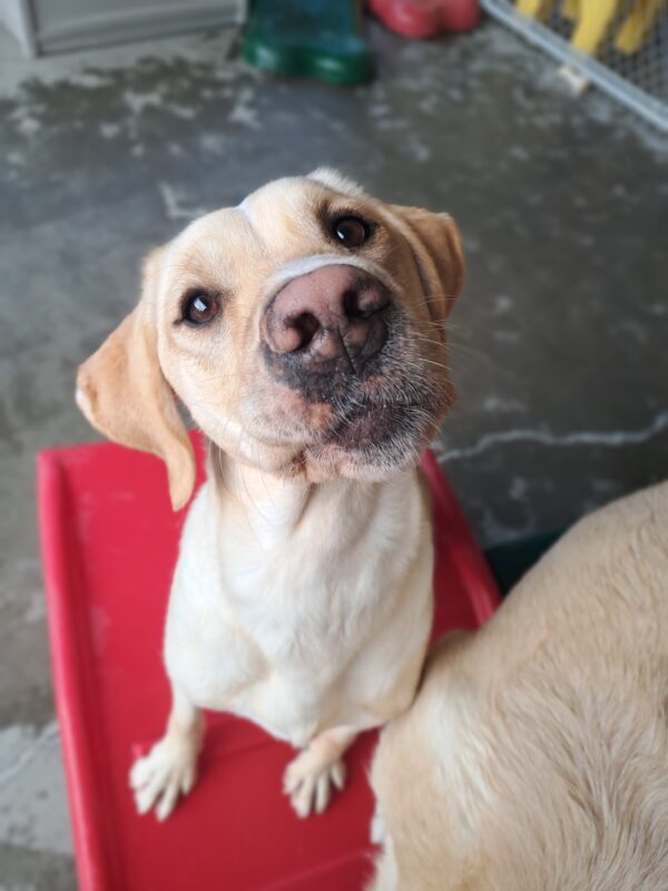 Yellow lab (Anders) sits on red play structure looking at the camera.