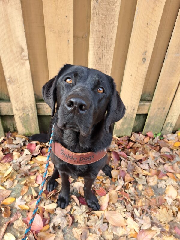 Black lab (Kindred) sits in front of a brown fence in harness staring at the camera.