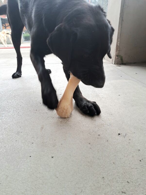 Black lab (Kindred) looking down while chewing on her favorite bone.