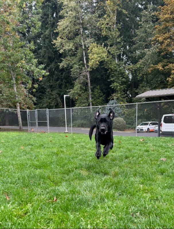 Tobago is playing in the free run area on the Oregon Campus. He's running and mid air over the grass. He's facing the camera. Both of his ears are pointing straight up in the air as he bounds around.