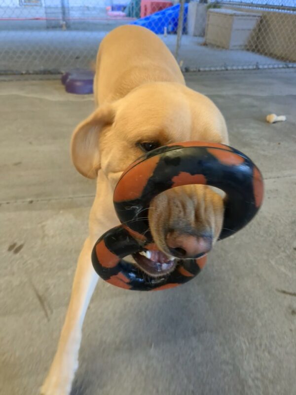 A very close up photo of Alder, a yellow lab, trotting towards the camera holding a Red and black Gonuts figure 8 tug ring by the middle. His top teeth are through one loop and his bottom teeth in the other loop squishing his top lips into wrinkles. A Nylabone and purple platform can be seen behind him.