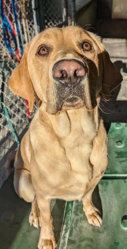 <p>Alder, a yellow lab, sits on a green play structure looking up at the camera. He's facing towards the sun, so his face is well lit showing off his cute pink nose and chocolatey brown eyes. He looks expectant of kibble for his modeling skills.</p>
