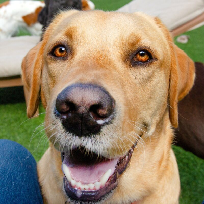 Yellow Lab Anderson up close to the camera with his mouth open in a 