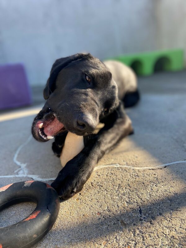Black Labrador Augie lays in the community run area on the Oregon campus. He has a Nylabone propped between his front paws that he is enjoying chewing on.