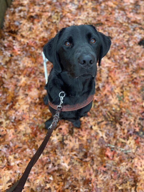 Black Labrador Augie sits on a sidewalk covered in orange and brown leaves. He is wearing his guide dog harness and looking up at the camera.