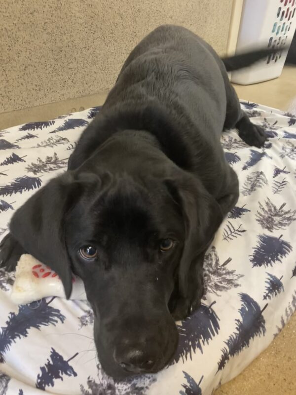 <p>Banjo lays on a bed on tie down. He is resting his chin on his front feet. His tail is blurry because it is moving so fast.</p>
