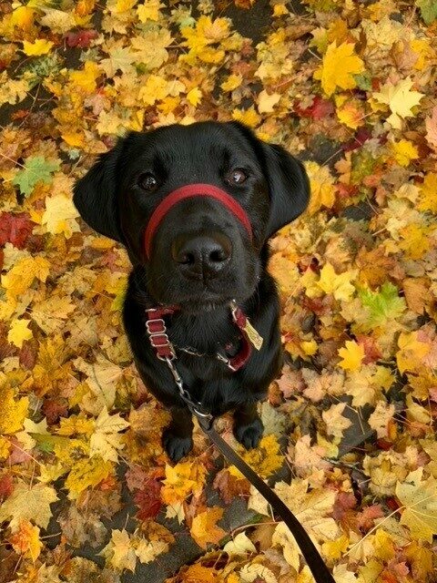 Black Lab/Golden cross Buffy sitting on a pile of fall colored leaves, she's wearing a maroon headcollar and looking straight up at the camera.