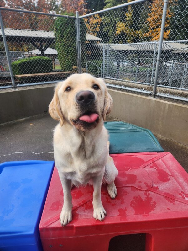 A yellow Lab/Golden cross sits on a red, plastic play-structure in community run. He is facing the facing the camera while sticking his tongue out mid-lick.