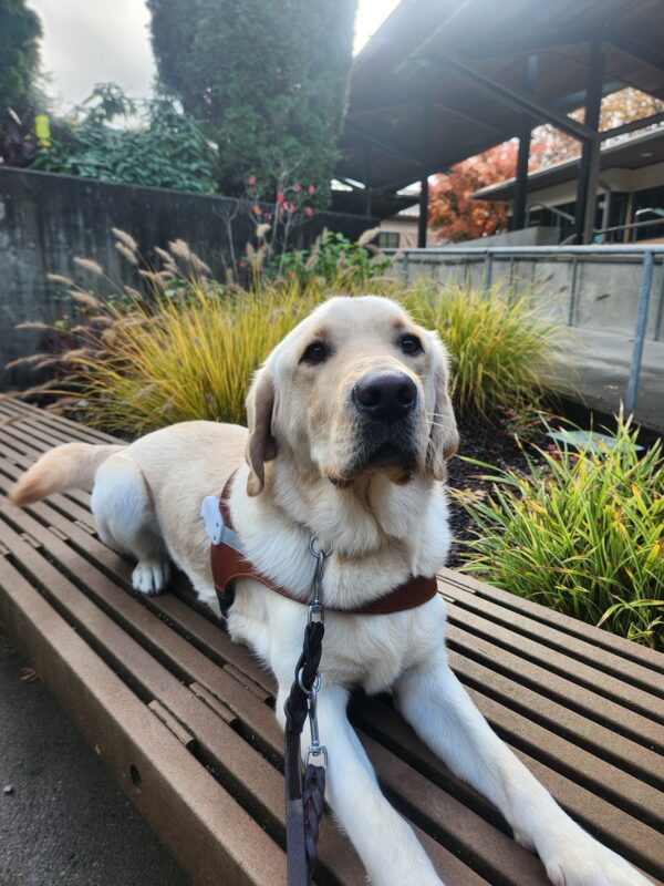 A yellow Lab/Golden cross lies down, in harness, on a wooden bench on the Oregon campus. He is looking into the camera with a calm expression on his face.