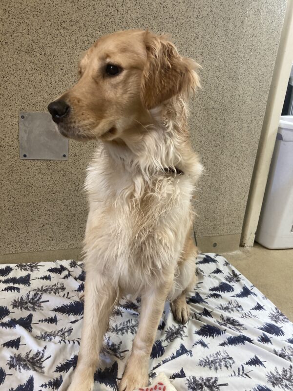Catalina sits on a bed on tie down in the kennel. She is looking to the left, off camera. She is wet from playing outside in the rain.