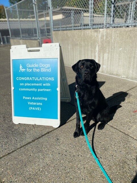 Black Lab Chandler sitting next to a blue sign congratulating him on being accepted by PAVE.