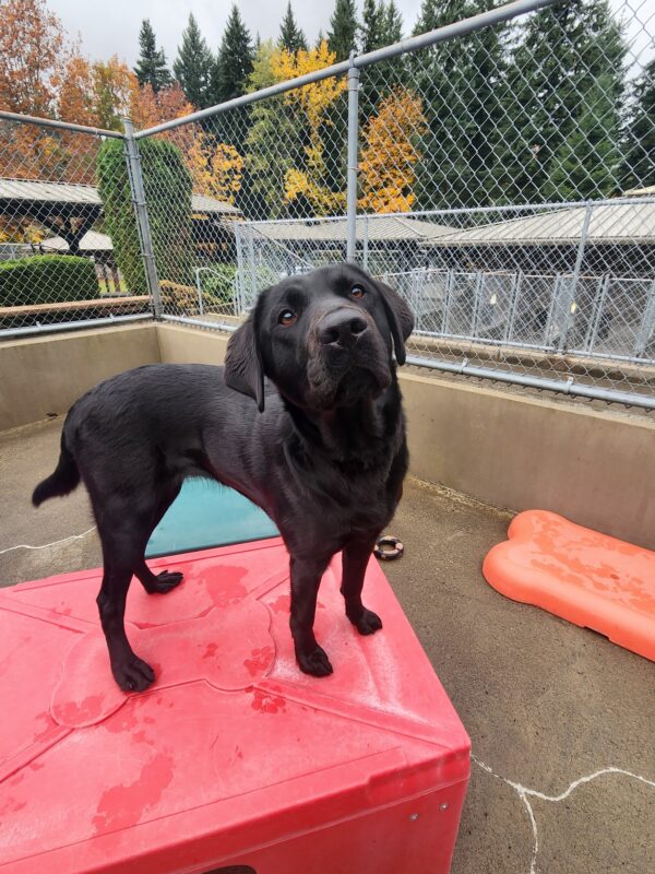 A black Lab stands on a red, plastic play-structure in community run. Her body is facing to the left as her face is tilted, inquisitively, towards the camera.