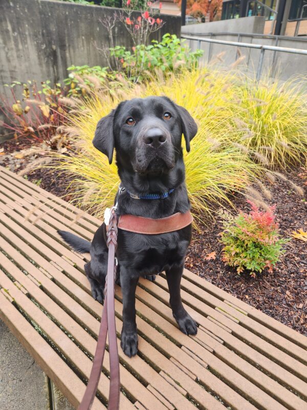 A black lab sits, in harness, on a wooden bench on the Oregon campus. She is sitting up very straight and looking directly into the camera.