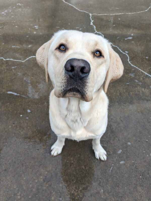 A light yellow lab sits in a damp cement play yard. He is looking up at the camera showing off his caramel colored eyes.