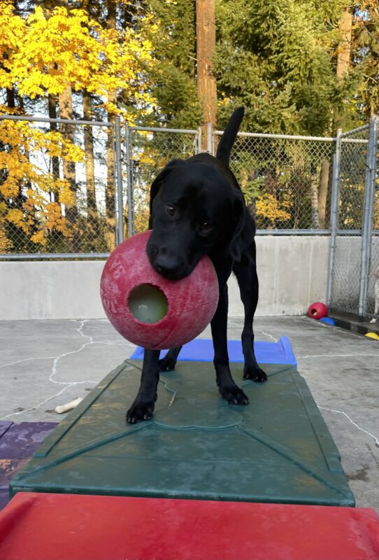 DeVito, a male black Labrador, stands on a green plastic play structure in community run. He has a big red jolly ball in his mouth and is looking at the camera.