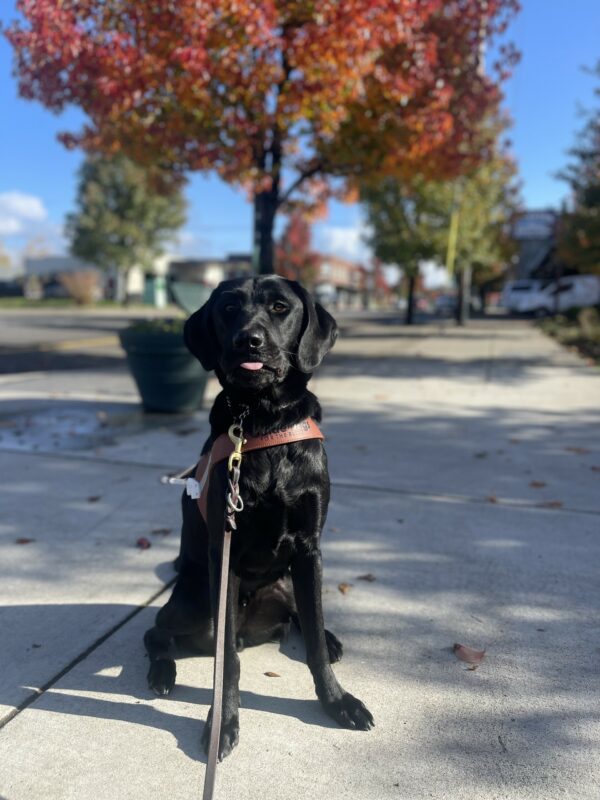 DeVito, a male black Labrador, sits on a cement sidewalk in front of a bright orange and red tree and blue sky. He is sitting in harness and looking at the camera with his tongue slightly out.