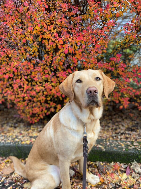 Yellow Labrador Denim sits in front of colorful shrub that has a mixture of orange, yellow, and red leaves. She is very focused as she stares with her ears perked up at her handler.