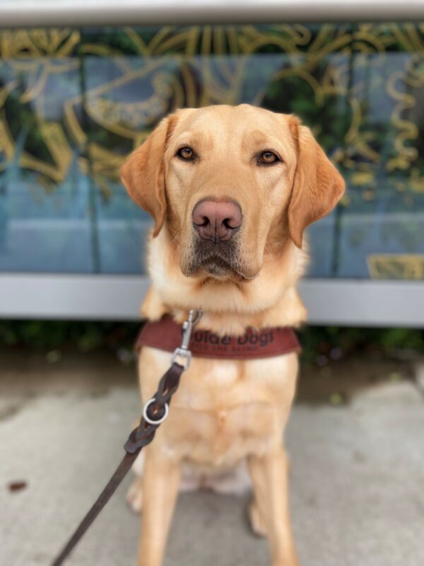 Yellow Labrador Denim sits at a bus stop in her guide dog harness. The glass behind her is decorated with yellow abstract designs and she stares intently at her handler.