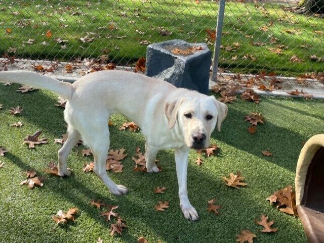 <p>Yellow Lab Edgar, is walking in the grassy play yard. A rock/boulder is behind him and a log is in front of him. He is looking at the camera.</p>