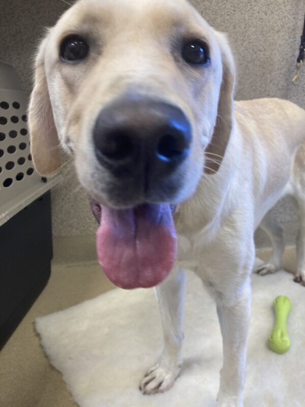 Photo is a close up of Edison panting. It looks like Edison just tried to 