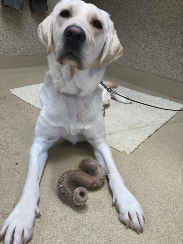 Empress lays on a fleece pad on tie down. There is a benebone in between her front legs. She is looking at the camera.