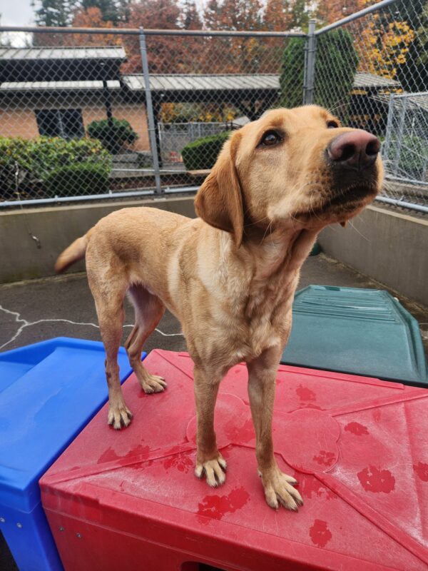 A yellow Lab with a reddish coat stands on a red, plastic play-structure in community run. He is craning his nose towards the camera waiting to receive a kibble reward.