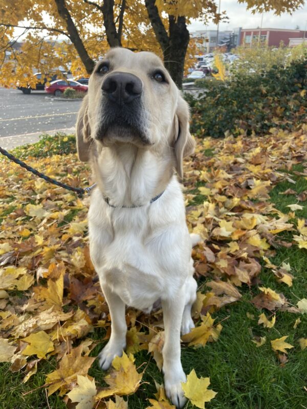 Felton, a male yellow lab golden cross, sits on grass that is covered with leaves.