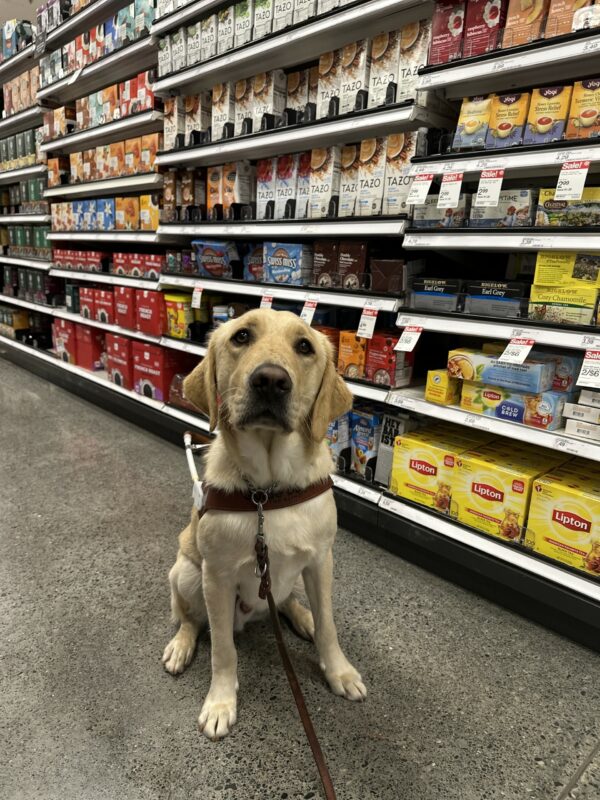 Felton, a male yellow lab golden cross, sits in front of a shelf full of different varieties of chai and other types of tea. He is wearing his guide dog harness and is looking towards the camera.