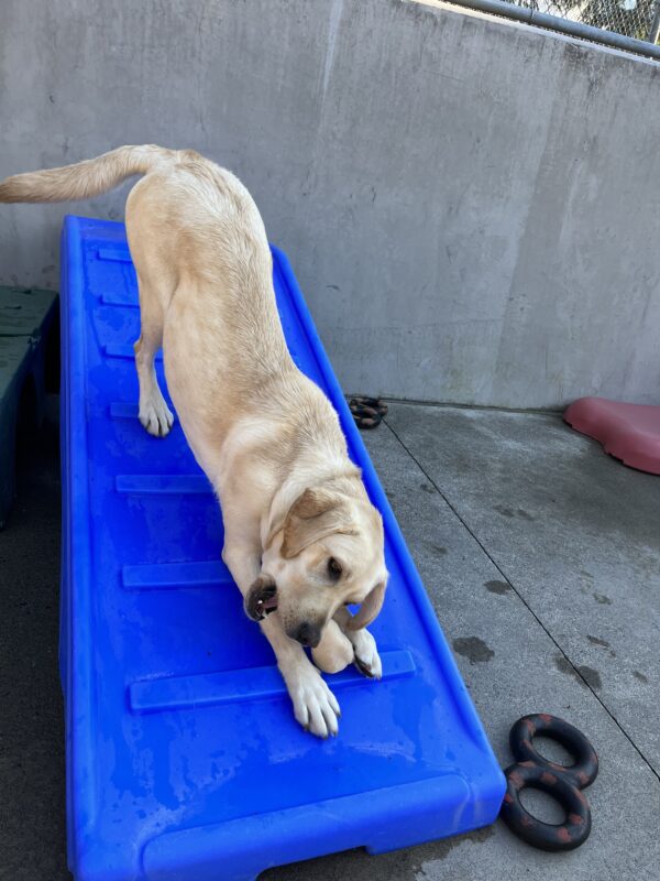 Fennel chews on a Nylabone with her hind end up in the air while on a blue piece of play equipment.