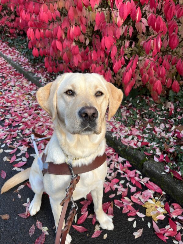Fennel sits on the sidewalk in front of some bright red fall foliage while lovingly staring up into the camera.