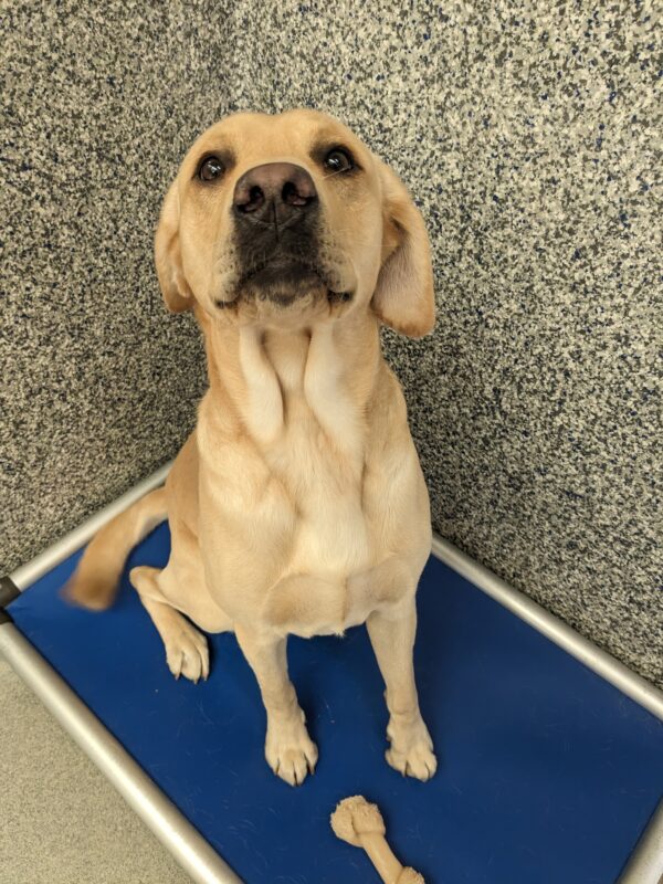 Gazpacho, a yellow lab, sits on a blue bed looking up at the camera. His ears are a little folded back in excitement and his tail is blurry from all the happy wiggles.