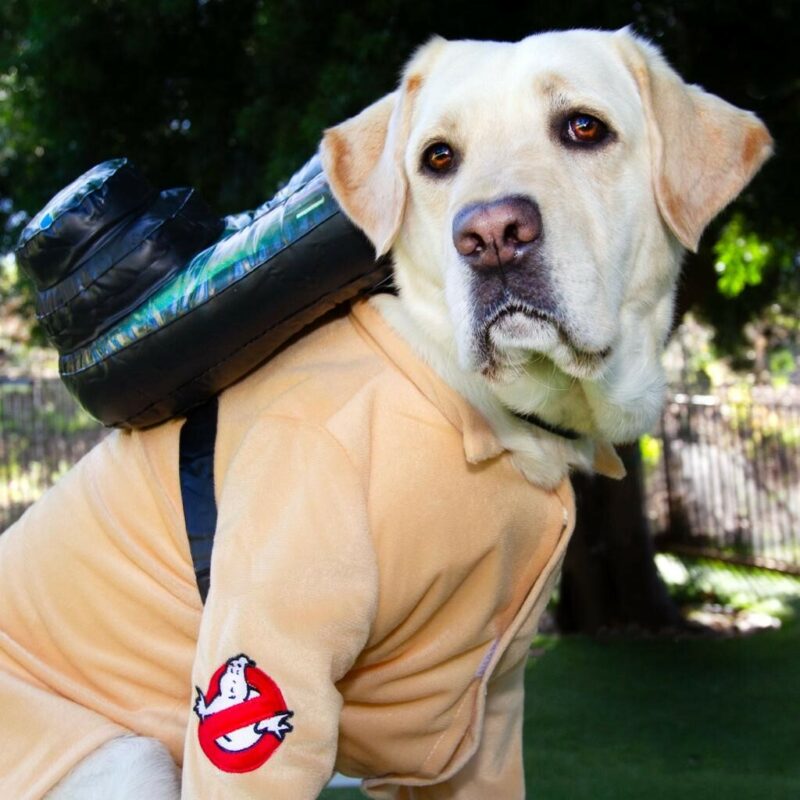 Gadget ain't afraid of no ghosts! Yellow Lab Gadget sits in a green park area wearing a tan Ghostbusters costume, including the Ghostbusters logo and power pack on her back.