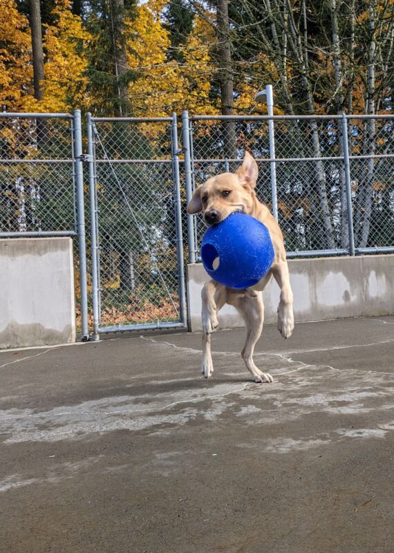 <p>Gazpacho is leaping towards the camera with his blue ball in his mouth. 3 of his feet are off the ground, and his ears are flipped up in the air. A chain link fence and some fall colored leaves are behind him.</p>