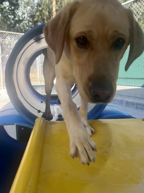 Glam is mid-stride, coming through a play tunnel towards the camera