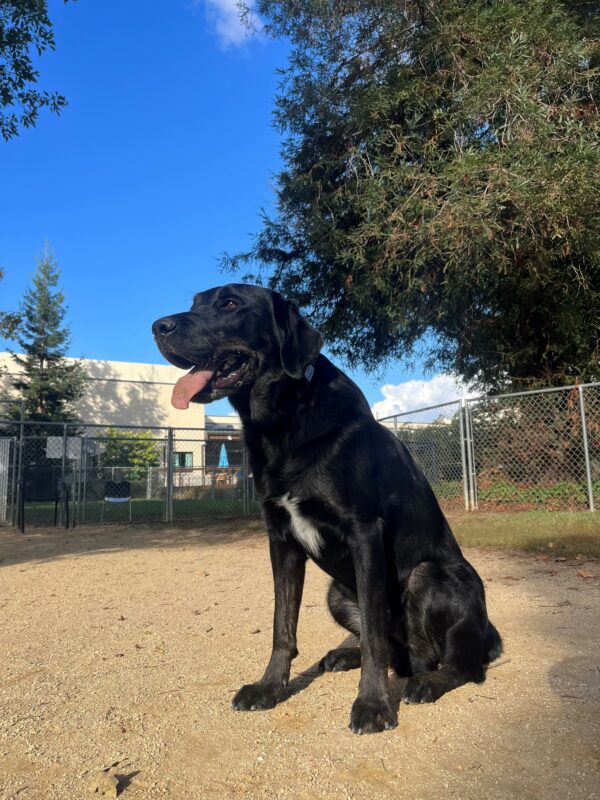 Pictured is Grenache, sitting looking away from the camera in one of our 