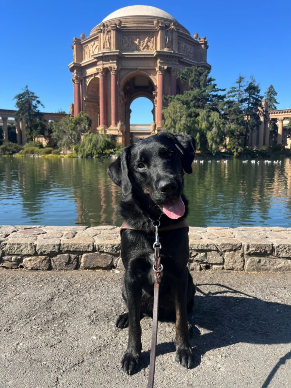 Pictured is Grenache, sitting in harness, standing in front of the Palace of Fine Arts in San Francisco, CA. He is tilting his head and appears to be smiling at the camera with his mouth wide open. Behind him is a large pond with green trees and a bright blue sky.