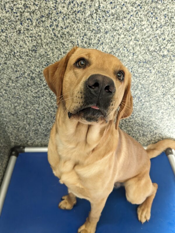 Guy, a handsome reddish Lab, sits on his blue Karunda bed looking up at the camera. He has the tiniest bit of his tongue sticking out, as he's thinking about the kibble he's about to get!