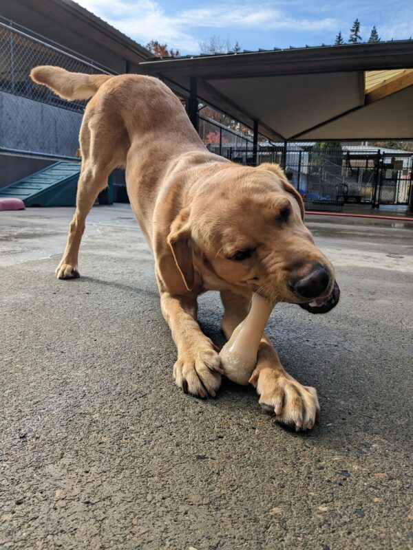 A low to the ground shot of Guy, a reddish colored lab, chewing on a nylabone. He has his bone between his front feet and is in a bow position.