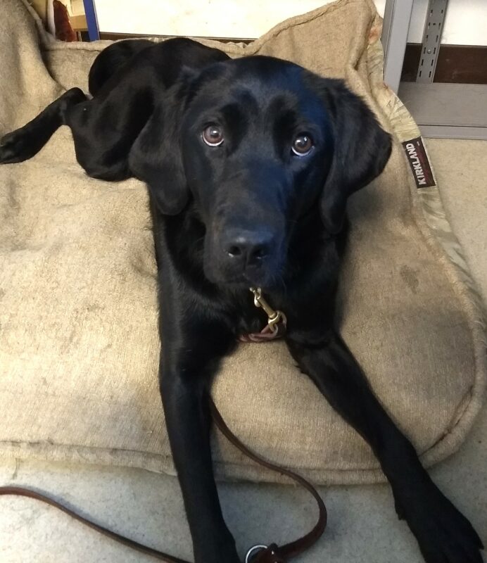Honda laying down on a dog bed, looking up at the camera with a bone next to her.