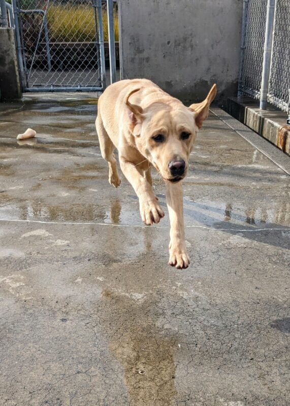 The same yellow lab is running towards the camera with all 4 feet off the ground. Her ears are flipped up and a lone nylabone can be seen behind her on the wet concrete of our play yard.