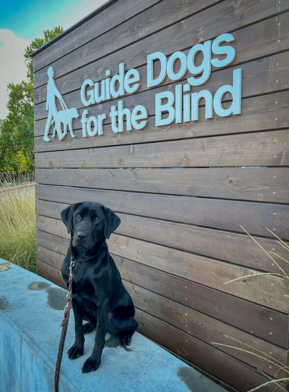 Black Lab Hyacinth sits at attention on a low cement wall in front of a wooden background with the GDB logo.