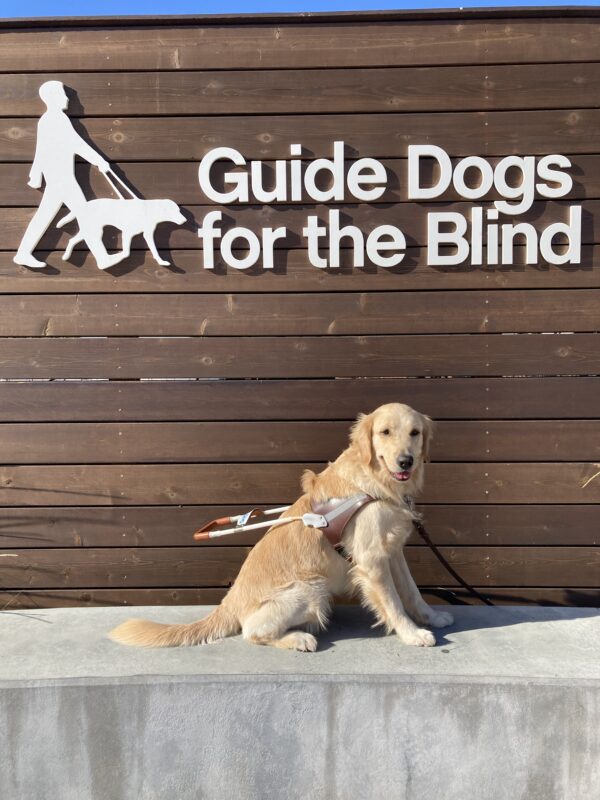 Hattie sits facing the camera with a smile on her face in harness in front of a wooden sign that reads “Guide Dogs for the Blind” in large white letters.