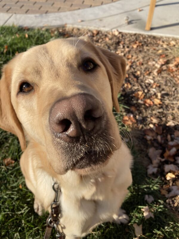 Dean is sitting in the grass looking up at the camera surrounded by some fall leaves.