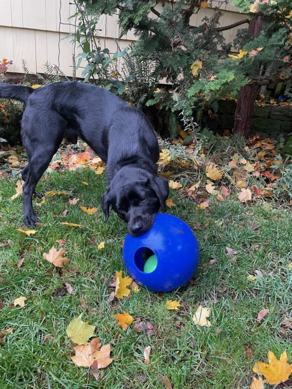 <p>Black Lab Wyatt chews on a blue Jolly-Ball in the grass. There are multi-colored leaves on the ground around him and various shrubs in the background.</p>