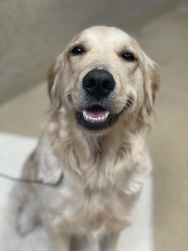 Hattie sits on a fleece looking directly at the camera showing off her bottom teeth with a smile.
