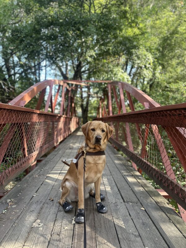 Devo sitting in a harness with booties on all paws on a red metal bridge.