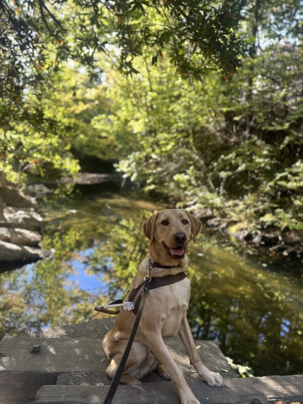 <p>Leonardo in harness sitting in front of a stream with a bunch of green trees in the background.</p>